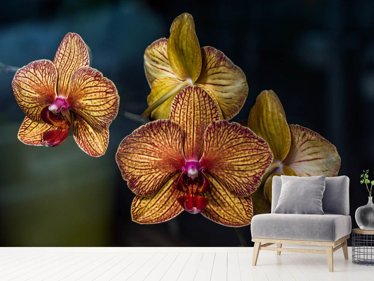 photo-wallpaper-orchidaceae