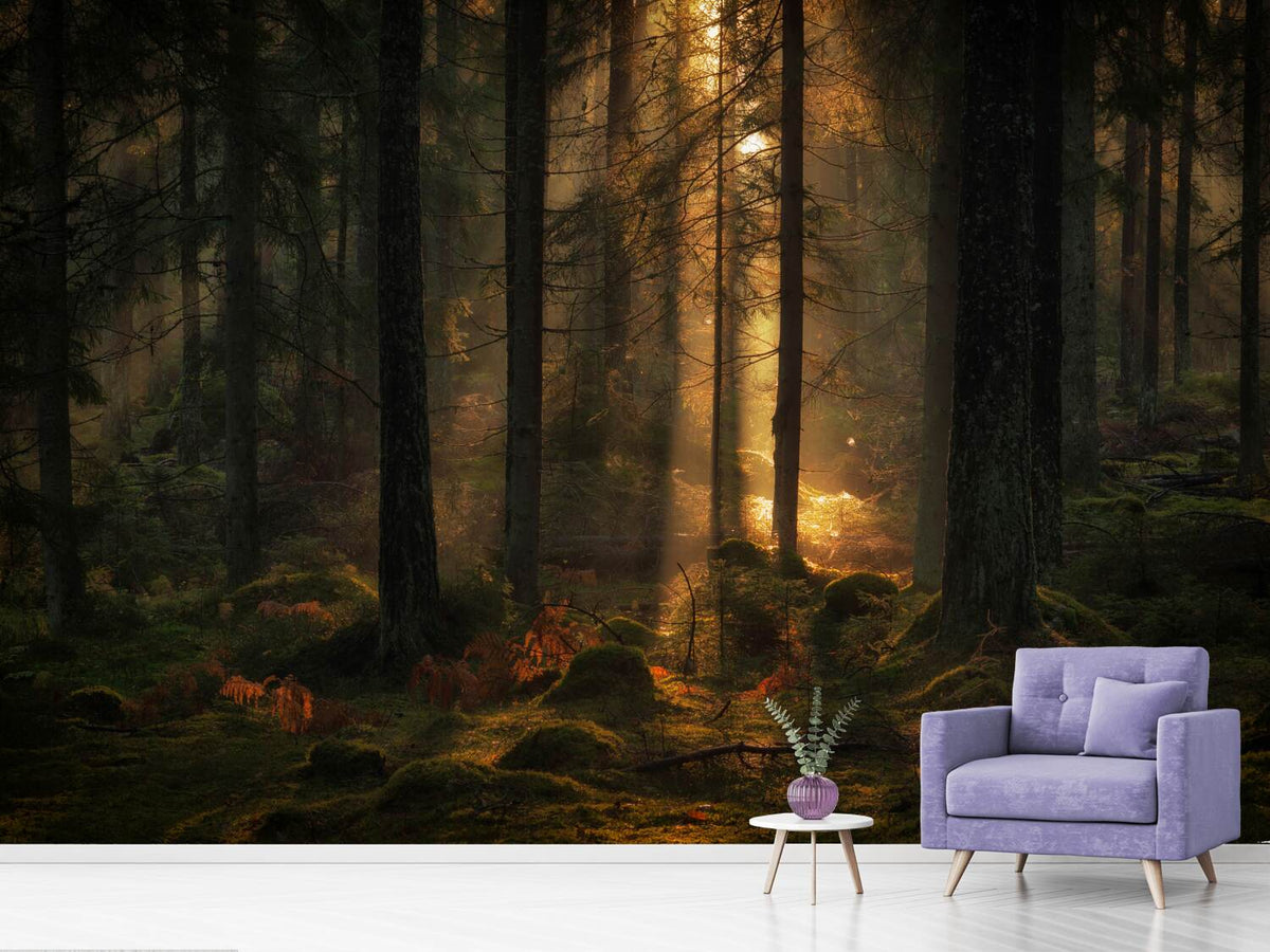 photo-wallpaper-the-light-in-the-forest-x