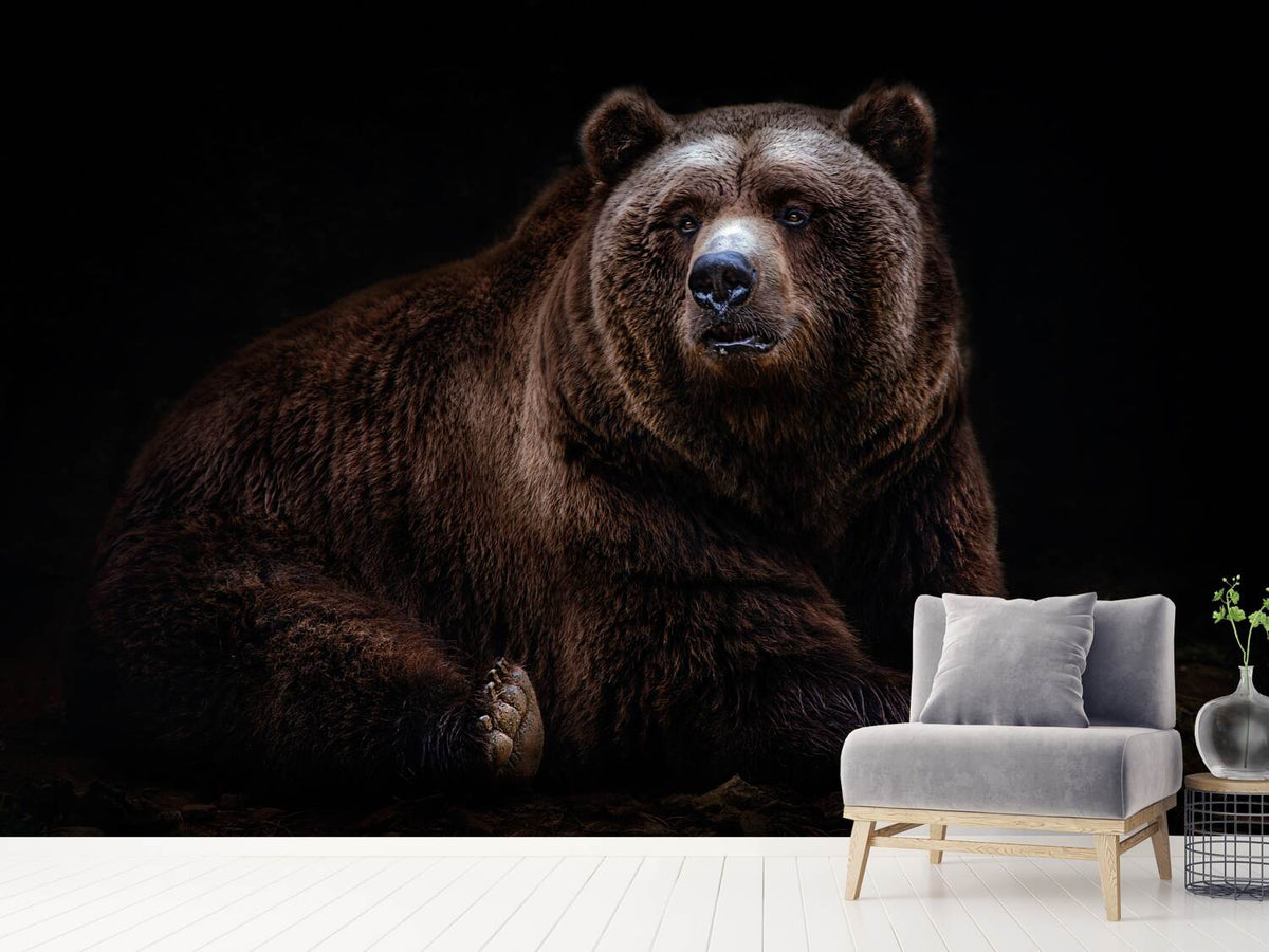 photo-wallpaper-bear-portrait-xav