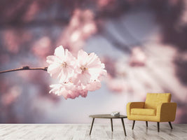 photo-wallpaper-flower-xl