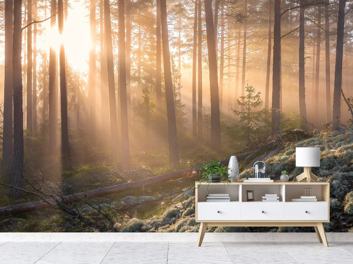 photo-wallpaper-foggy-morning-in-the-forest