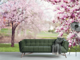 photo-wallpaper-beautiful-magnolias