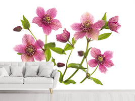 photo-wallpaper-helleborus-x-hybridus-tutu-x