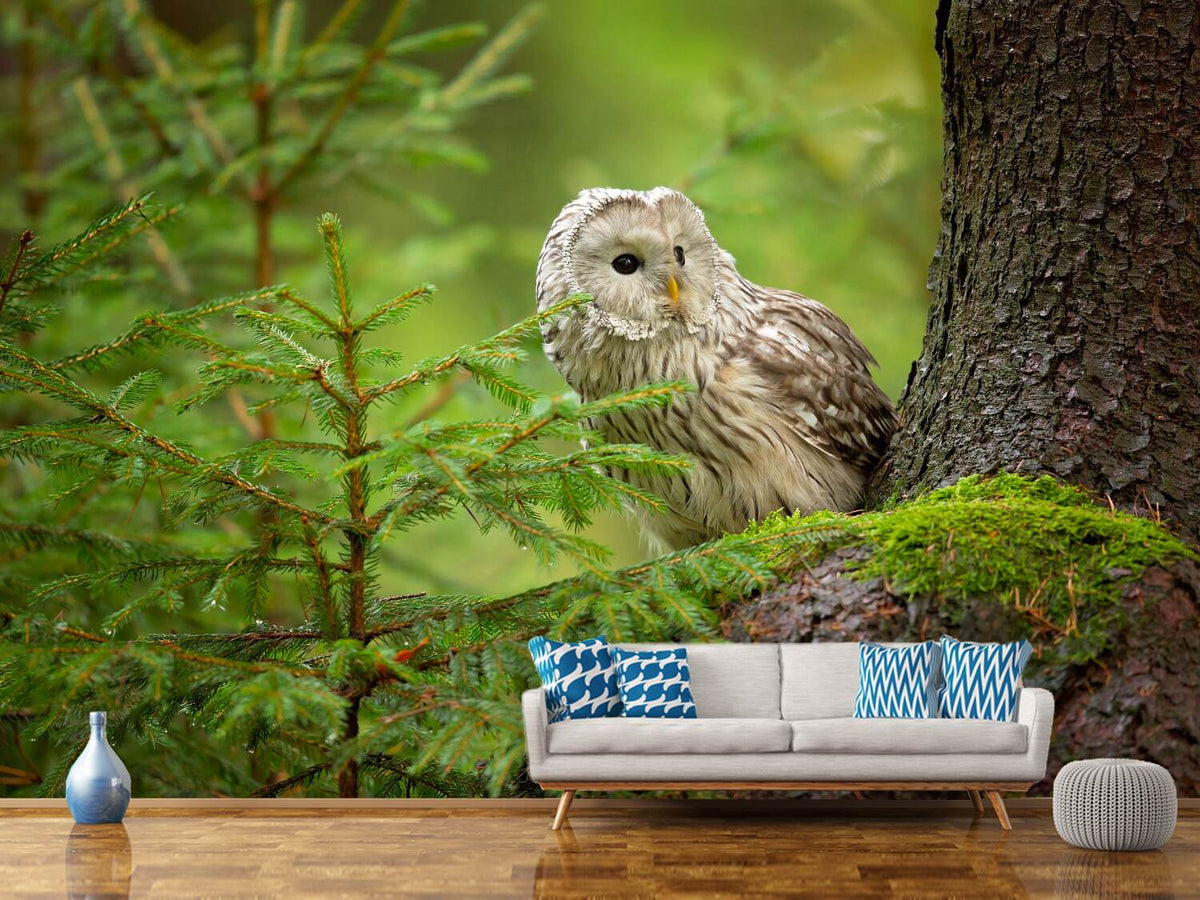 photo-wallpaper-ural-owl-x