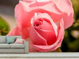 photo-wallpaper-the-rose-in-pink