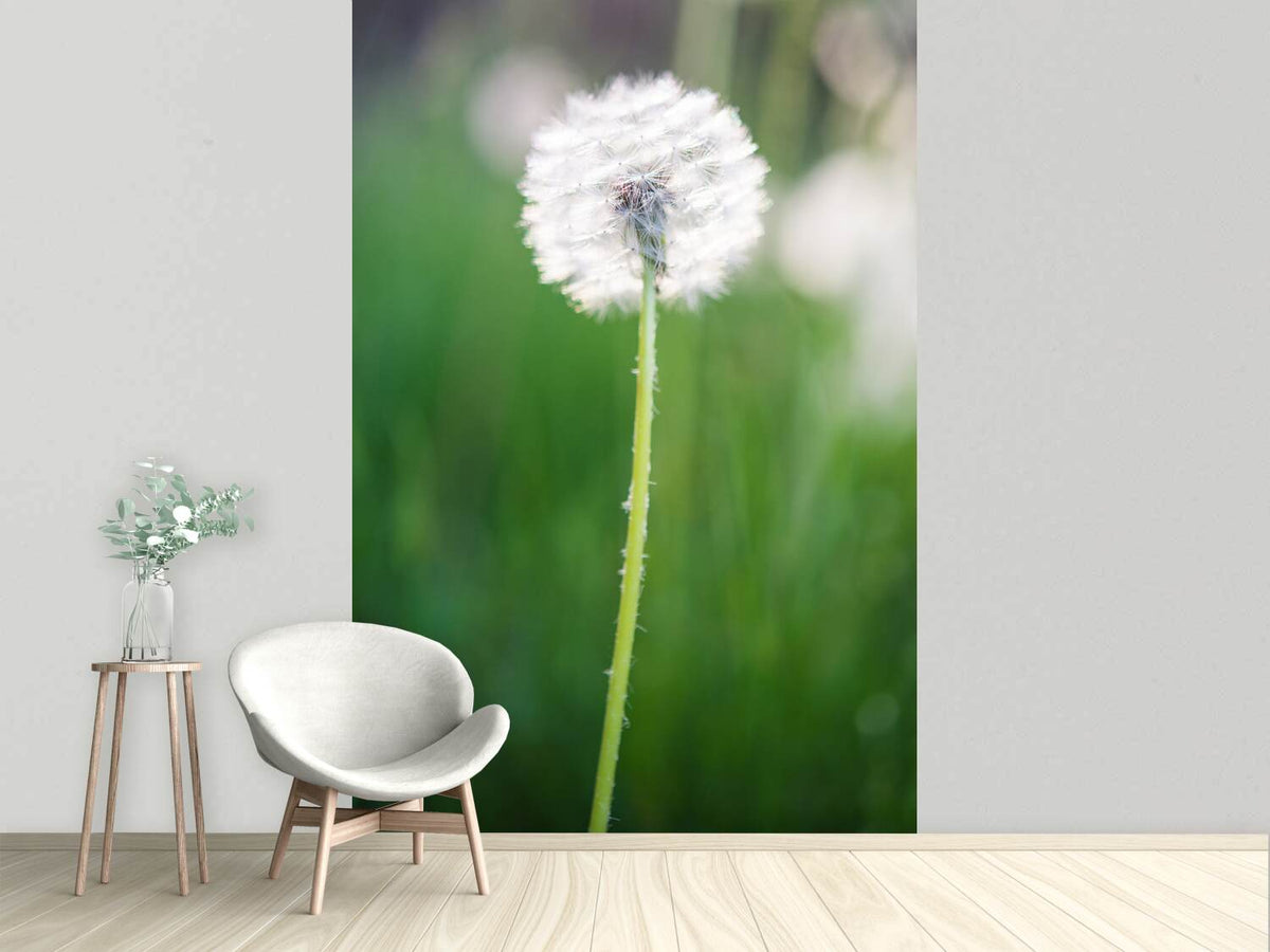 photo-wallpaper-dandelion