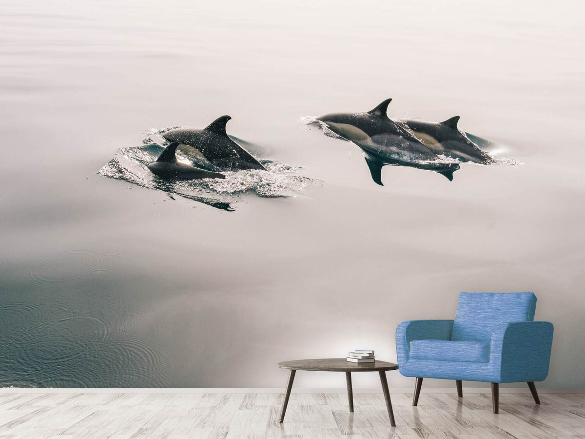 photo-wallpaper-the-dolphins