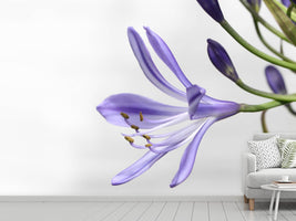 photo-wallpaper-lily-flower-in-purple