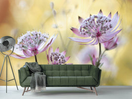 photo-wallpaper-astrantia-major